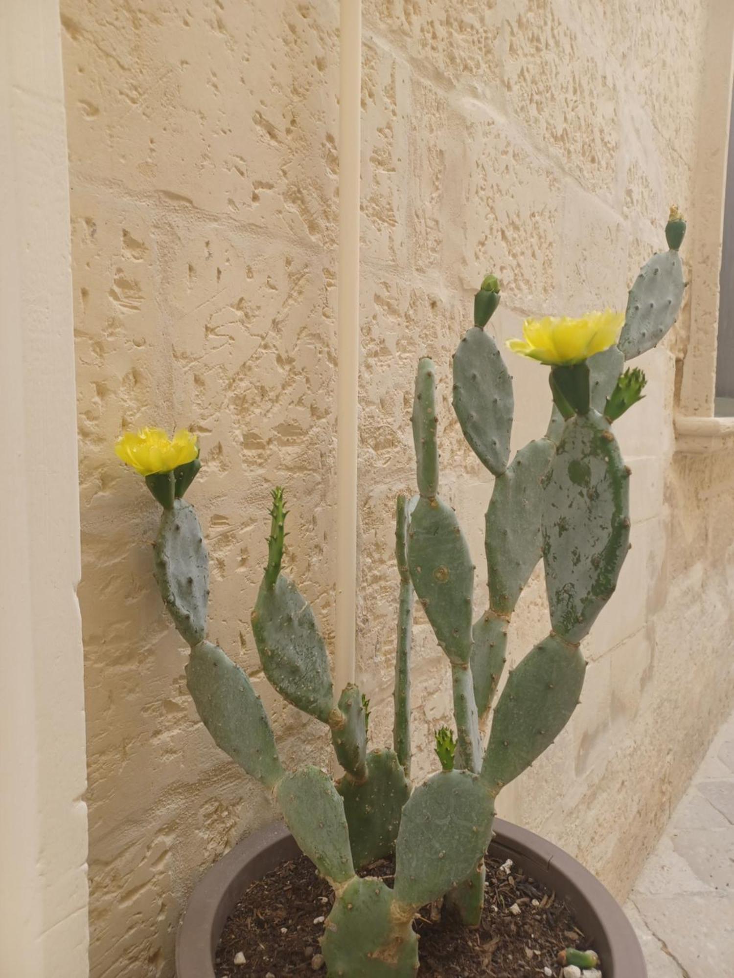 All'1 Di Rajno' Relaxing Aparthotel Lecce Exterior photo